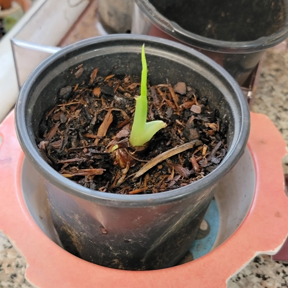 Pineapple Plant - Picture 2 of 3